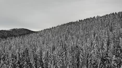 Schneebedeckter-Wald,-Luftbild-Von-Oben-Nach-Unten-1