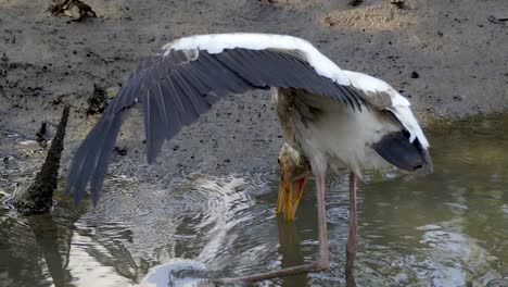 Milky-Stork-with-it's-mouth-open-in-the-water,-hunting-for-fish--slowmo