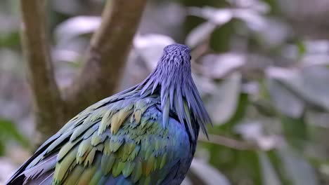 Metallic-Rainbow-Hued-Plumage-Of-A-Nicobar-Pigeon-On-A-Tree-Branch---close-up