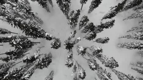 Snow-covered-forest,-top-down-aerial-view-4