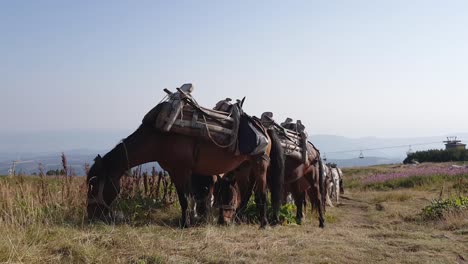Pack-Horses-Grazing-On-Grass-In-Mountain,-wide-shot