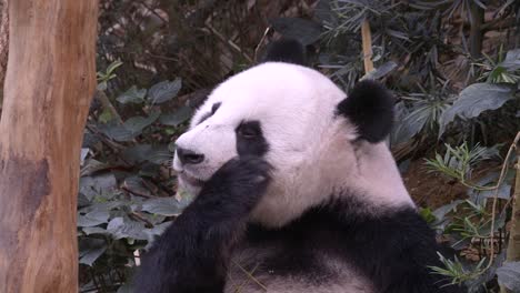 Panda-Gigante-Hambriento-Comiendo-Bambú---Primer-Plano
