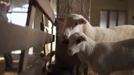 Sheep-And-Lambkin-Waiting-For-Food-Walk-Towards-The-Camera
