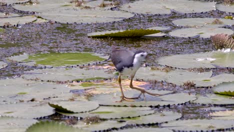 White-Breasted-Waterhen-Walking-On-Lotus-Leaves-In-A-Pond-In-Search-Of-Food---high-angle-shot