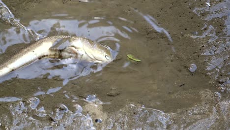 Mudskipper-Fish-Flipping-Sideway-Then-Moves-Away-In-A-Puddle-Of-Water---close-up,-slow-motion
