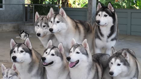 Syberian-husky-dogs-pay-attention-to-their-food