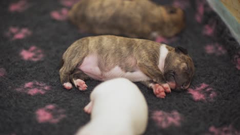 Cute-and-adorable-two-weeks-old-English-Bull-terrier-puppies