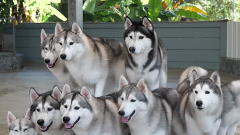 Syberian-husky-dogs-pay-attention-to-their-food-1