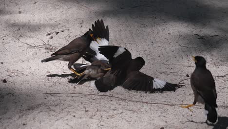 Myna-birds-fighting-for-there-food-on-the-sand-1