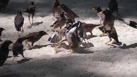Myna-Vögel,-Die-Im-Sand-Um-Ihr-Futter-Kämpfen