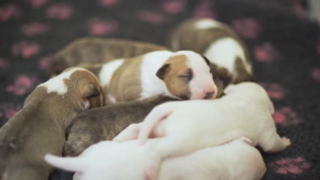 Una-Camada-De-Siete-Adorables-Cachorros-De-Bull-Terrier-Inglés-En-Miniatura