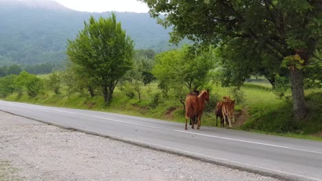 Herd-Of-Wild-Horses-Crossing-The-Road---tracking-shot