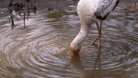Milky-Stork-Hunting-For-Food-In-Shallow-Water-With-Its-Long-Beak---close-up