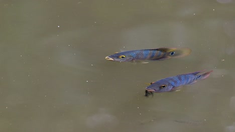 Pair-Of-Mayan-Cichlid-Fish-Swimming-Below-Water-Surface-In-A-Pond---close-up,-high-angle