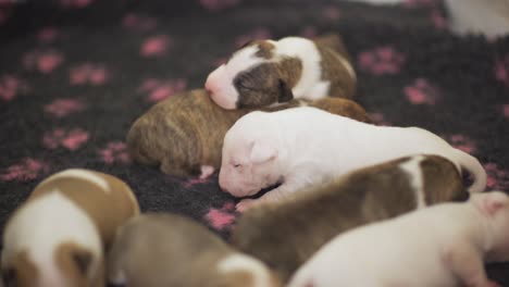 A-litter-of-seven-adorable-English-Bull-Terrier-puppies