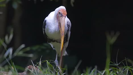 Portrait-Of-Milkly-Stork-Standing-On-One-Feet-With-Direct-Frontal-View---Close-up