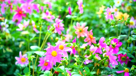 Flower-in-the-garden-shined-at-sun-15