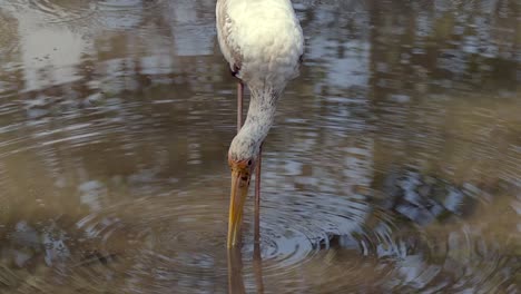 Milky-Stork-Bird-Foraging-In-Water-During-Low-Tide---close-up