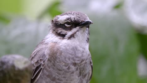 Light-Vented-Bulbul-Pycnonotus-Sinensis-Is-A-Species-Of-Bird-In-The-Bulbul-Family---Close-up