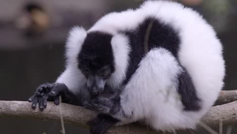 Critically-Endangered-Black-And-White-Ruffed-Lemurs-Biting-Its-Finger---Close-up