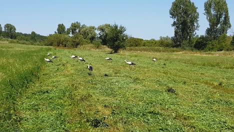 Storks-Foraging-On-Lush-Lucerne-Field-On-A-Sunny-Day---wide-shot