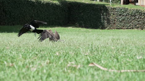 Slow-motion-shot-of-an-Eagle-chasing-a-Pied-crow