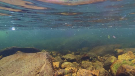 Underwater-shot-of-a-Cutthroat-trout-eating-a-mayfly-on-the-surface-of-the-water-twice