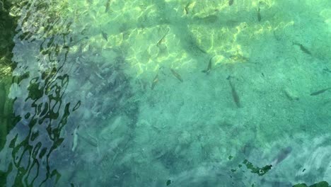 Vista-Superior-De-Los-Peces-Carpa-Nadando-Tranquilamente-En-El-Parque-Nacional-De-Los-Lagos-De-Plitvice-Transparente-Y-Brillante,-Croacia