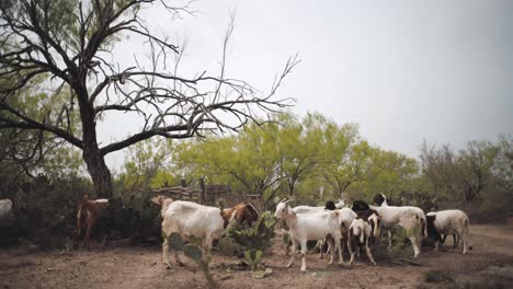 A-herd-of-goats-eating-in-northern-Mexico,-wide-establishing-shot