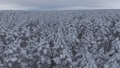 Snow-Covered-Coniferous-Forest-During-Snowy-Winter-2