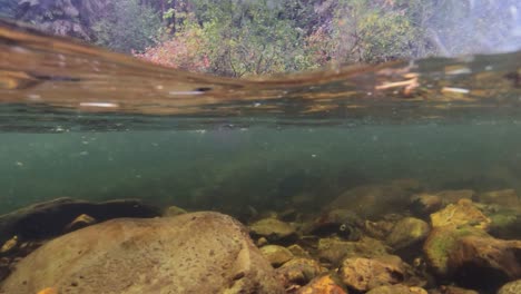 An-underwater-shot-of-a-Cutthroat-trout-rising-to-the-surface-to-feed-on-a-mayfly