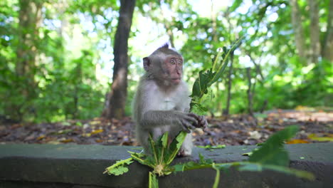 Small-monkey-sitting-eating-in-jungle