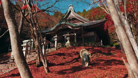 Saiko-ji-Temple-autumn---Kyoto,-Japan