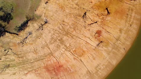Aerial-view-above-dead-trees-and-dry-nature,-at-Lake-Hume,-sunny-day,-in-Victoria,-Australia---top-down,-drone-shot