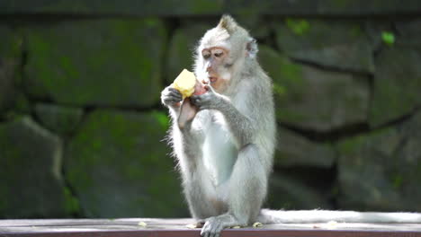 Young-monkey-eating-fruit-on-rock-in-hot-climate