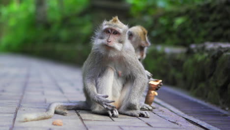 Two-monkeys-sitting-on-ground-in-the-jungle-eating-food