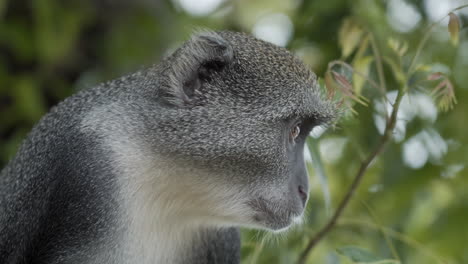 A-closeup-footage-of-a-Sykes'-monkey-gazing