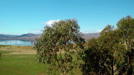 Luftaufnahme-Vor-Bäumen,-Die-Den-Lake-Hume-Enthüllt,-Sonniger-Tag,-In-Victoria,-Australien---Aufsteigend,-Drohnenaufnahme