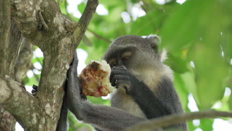 Sykes-monkey-feeding-on-Pizza