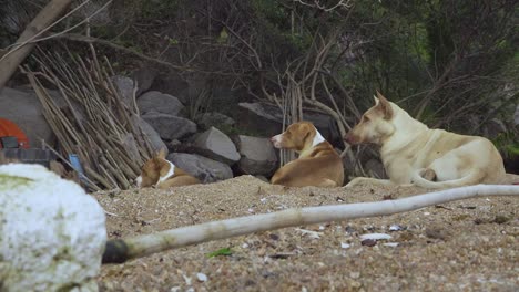Stray-dogs-chilling-in-the-bush-corner-on-beach,-horizontal-zoom-out-shot