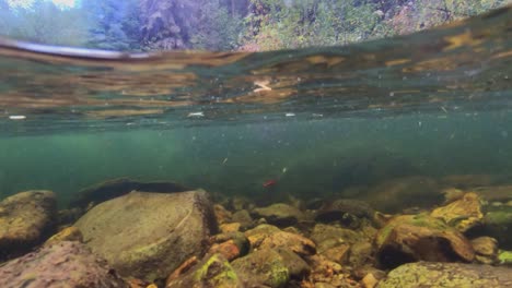 An-underwater-shot-showing-a-Cutthroat-trout-feeding-on-the-surface