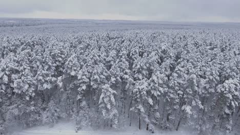 Luftfliegen-über-Den-Schneebedeckten-Wald-Im-Winter