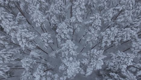 Bosque-De-Coníferas-Cubierto-De-Nieve-Durante-El-Invierno-Cubierto-De-Nieve