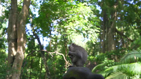 Wide-shot-of-monkey-in-jungle-eating-food-with-hands-and-feet