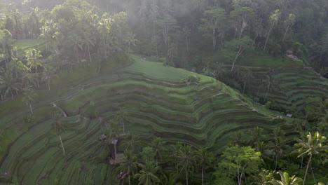 Aerial-view-of-textures-of-green-rice-fields-in-tropical-country-with-soft-light