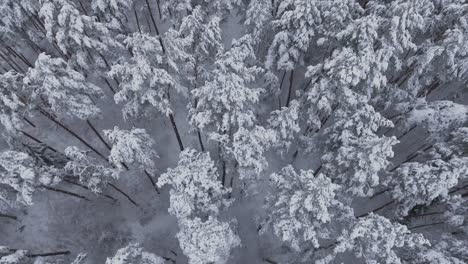Snow-Covered-Coniferous-Forest-During-Snowy-Winter-5