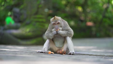 Monkey-in-Bali-eating-in-jungle