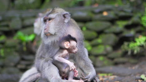 Slow-motion-video-of-newborn-baby-monkey-and-mother-sitting-in-forest