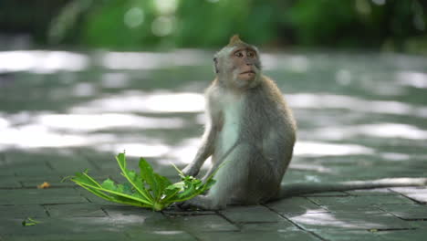 Small-monkey-eating-leaf-vegetables-on-the-ground-in-tropical-climate