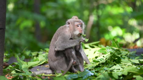 Mother-monkey-eating-in-jungle-while-watching-baby-monkey